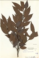 藏品(刺栲(鉤栗. 火燒柯))的圖片